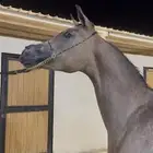 مهره واهو فاخررره جاهزه لنقل