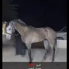خيل