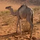 رحول خلفه طوع شرط