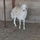 حريه صنف جبره حايل الديس سلام