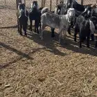 للبيع جفرات طيبه