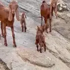 غنم مقاني للبيع