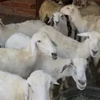 ضان بعيالها للبيع