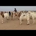 مراح مشاريك فاخره دفيع شرط