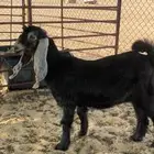 جفره عارضيه صنف طيب