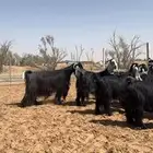 معزا عوارض صنف