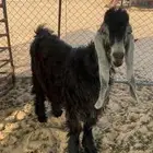 تيس عارضي جذع