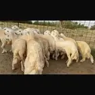 طليان مناسبات