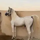 حصان واهو