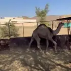 قعود كفو كفو جدا وفل شحم