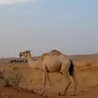 ضروبه