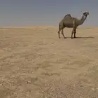 فحل باكستاني اصفر كفو