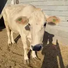 بقره ألمانيه