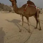 لقحة ساحلية حمراء