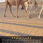 لقحه كفو حمرا