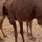 قعود لباني طيب