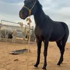 مهرة فرس عربية شعبية