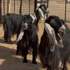 عوارض صنف على السونار