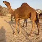 قعود ساحلي حمر كفو