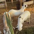ثلاث خرفان سواكني جذعان مربى
