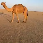 عشرا حمرا للبيع بدون حاشيها