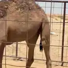 قعود لباني على حليب امه شرط الشرط