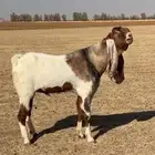 عنز وتيس هولنديات خصم معرفات