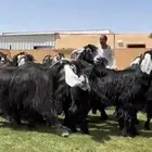 مراح عوارض طيبه دفيع شرط