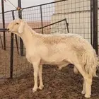 فحل حري ثني مشروط صنف ومعرف