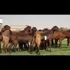 ثنوات وجذعات قبرصيه دهم