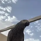 ببغاء كاسكو