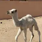 قعودين ضيار