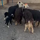 نجد مواليد اربع تحتهن خمس