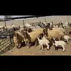 غنم نعيم مطافيل