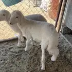 للبيع خروفين