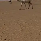 لقحه وضحا