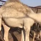 قعدان قصب طايشه شحم