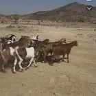 للبيع معزى العدد 20 بالفحل