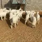 رفيد وحري