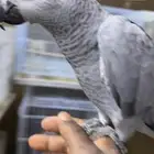 فرخ كاسكو مميز