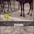 للبيع قعود مفرود على ولد الحاكم بن مثيب