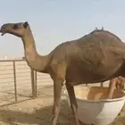 للبيع عشرا تحتها بكره