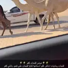 لقحات كفو