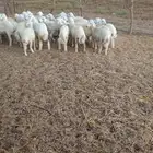 طليان حرية 6 شهور