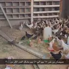 دجاج وصيصان للبيع