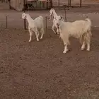 ماعز. مطورات