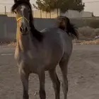 مهره