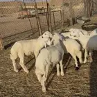 طليان حريات للبيع