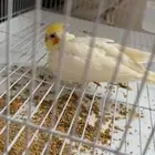 كروان لاتينو عيون حمر للبيع مستعجل جدآ