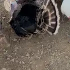 لبيع دجاج رومي